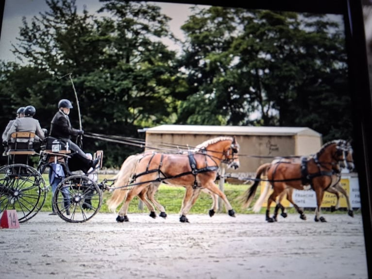 Haflinger Caballo castrado 13 años 148 cm Alazán in SEEBACH