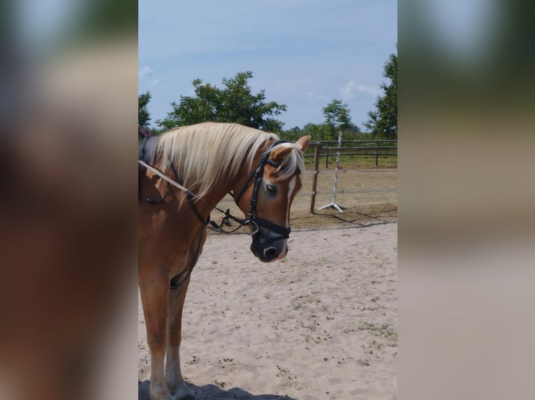 Haflinger Caballo castrado 13 años 148 cm Alazán in SEEBACH