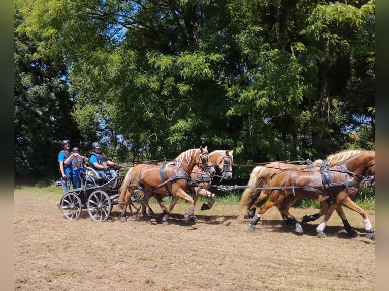 Haflinger Caballo castrado 13 años 148 cm Alazán in SEEBACH