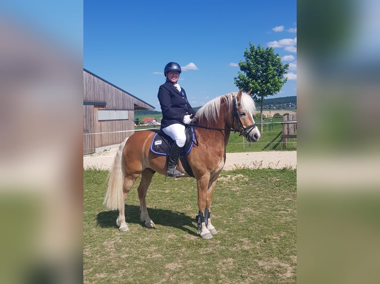 Haflinger Caballo castrado 13 años 148 cm Alazán rojizo in Bullendorf