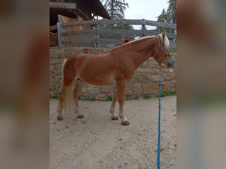 Haflinger Caballo castrado 13 años 150 cm Alazán in bozen