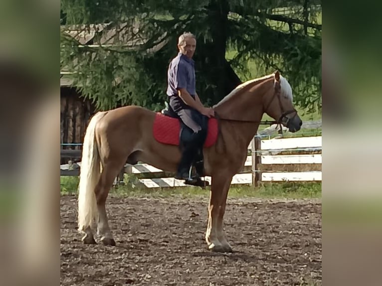 Haflinger Caballo castrado 13 años 150 cm Alazán in bozen