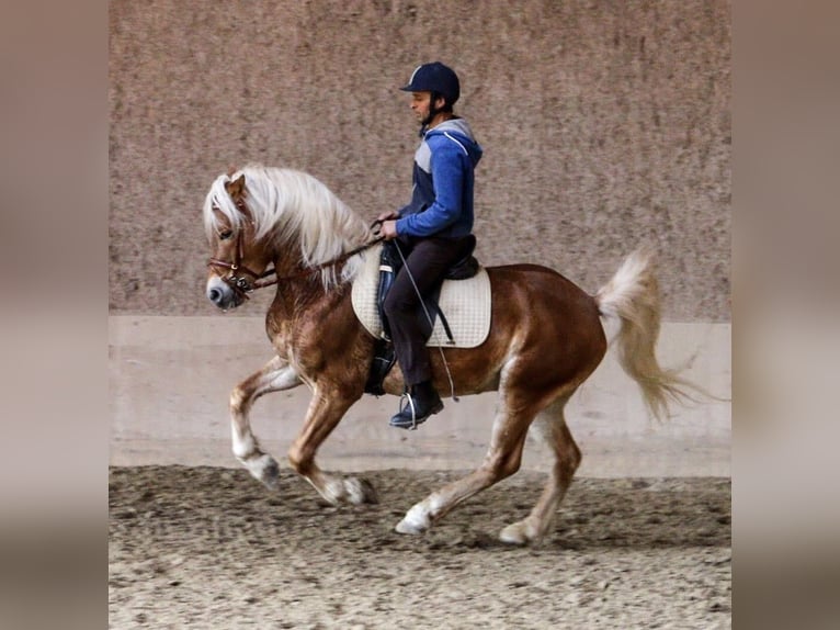 Haflinger Caballo castrado 13 años 150 cm Alazán in bozen