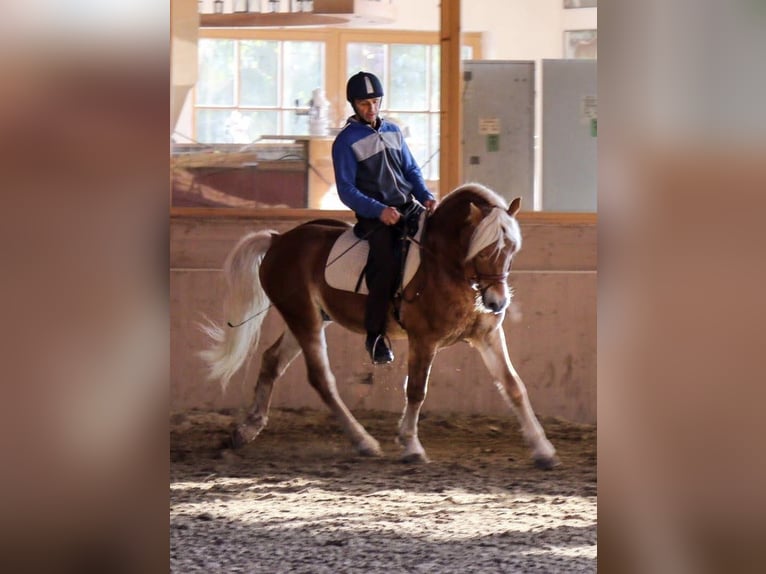 Haflinger Caballo castrado 13 años 150 cm Alazán in bozen