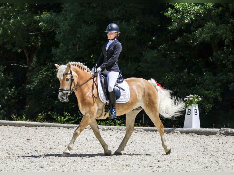 Haflinger Caballo castrado 13 años 150 cm Alazán in Pabneukirchen