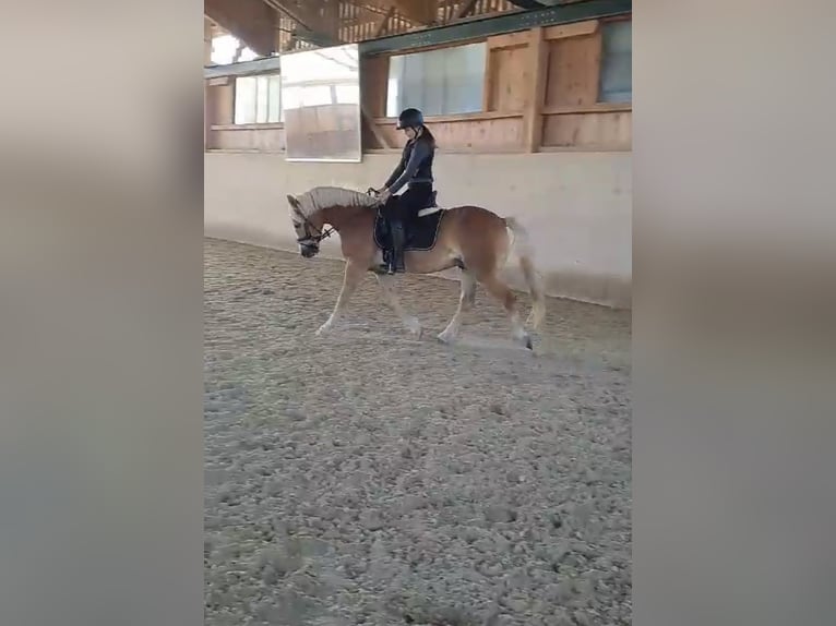 Haflinger Mestizo Caballo castrado 13 años 150 cm Alazán in Graz