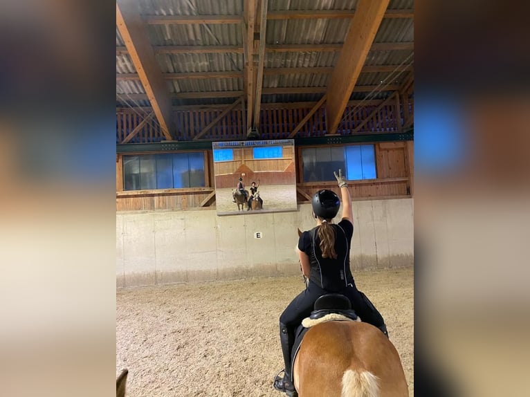 Haflinger Mestizo Caballo castrado 13 años 150 cm Alazán in Graz