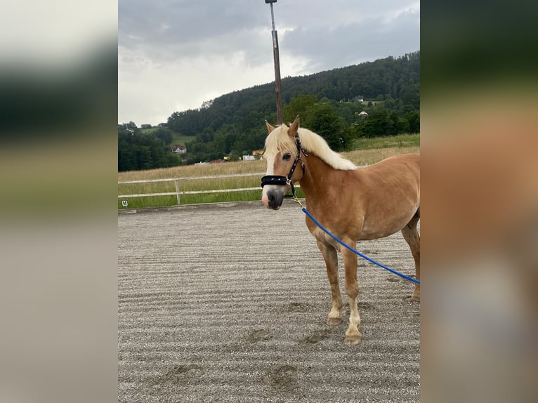 Haflinger Mestizo Caballo castrado 13 años 150 cm Alazán in Graz