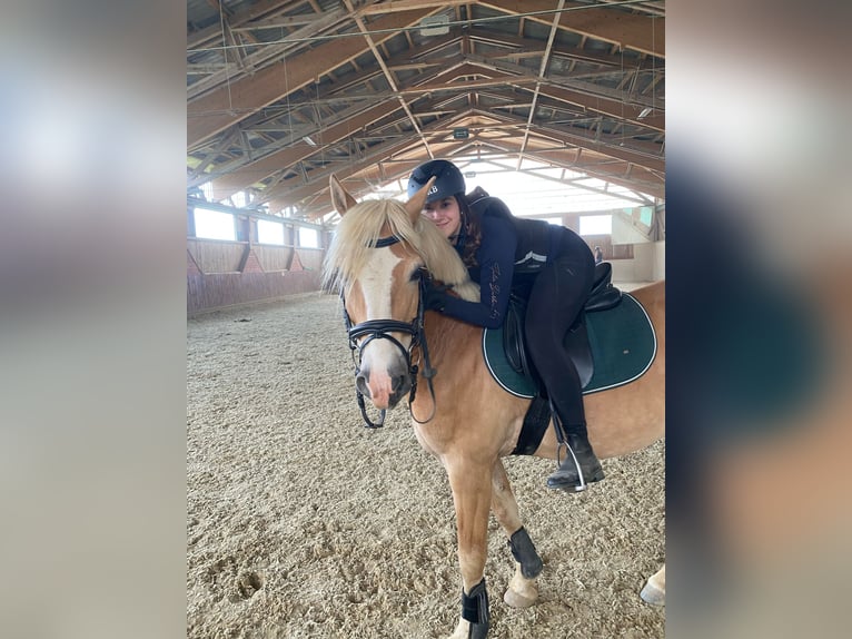 Haflinger Mestizo Caballo castrado 13 años 150 cm Alazán in Graz