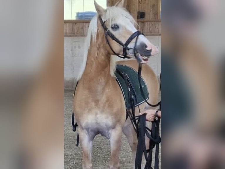 Haflinger Mestizo Caballo castrado 13 años 150 cm Alazán in Graz