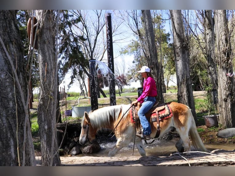 Haflinger Caballo castrado 13 años 150 cm Alazán rojizo in Pleasant Grove, CA