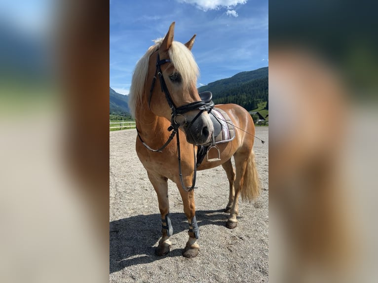 Haflinger Caballo castrado 13 años 160 cm Alazán in Schwarzach im Pongau