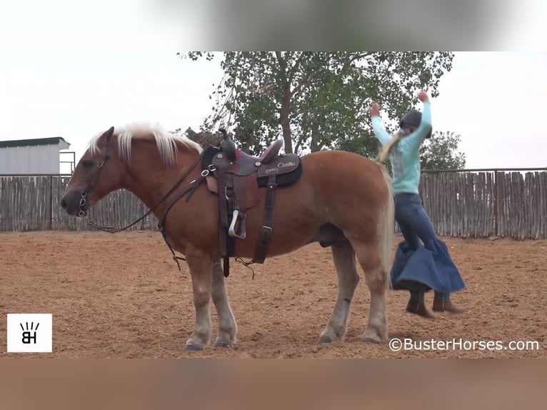 Haflinger Caballo castrado 14 años 137 cm Alazán rojizo in Weatherford TX