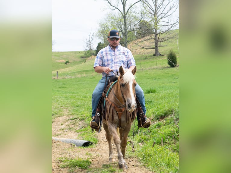 Haflinger Caballo castrado 14 años 142 cm Alazán rojizo in Greenville KY