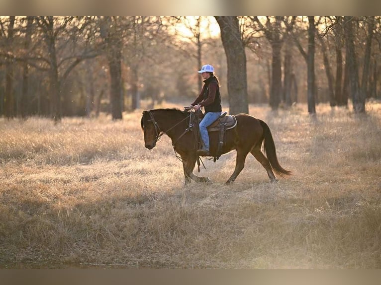 Haflinger Caballo castrado 14 años 142 cm Castaño rojizo in Weatherford