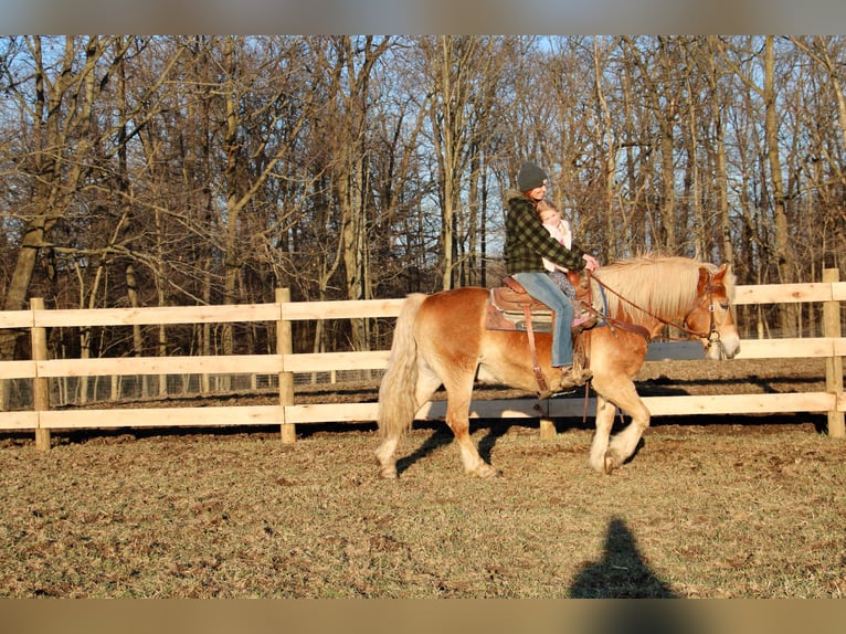 Haflinger Caballo castrado 14 años 142 cm Palomino in HOWELL, MI