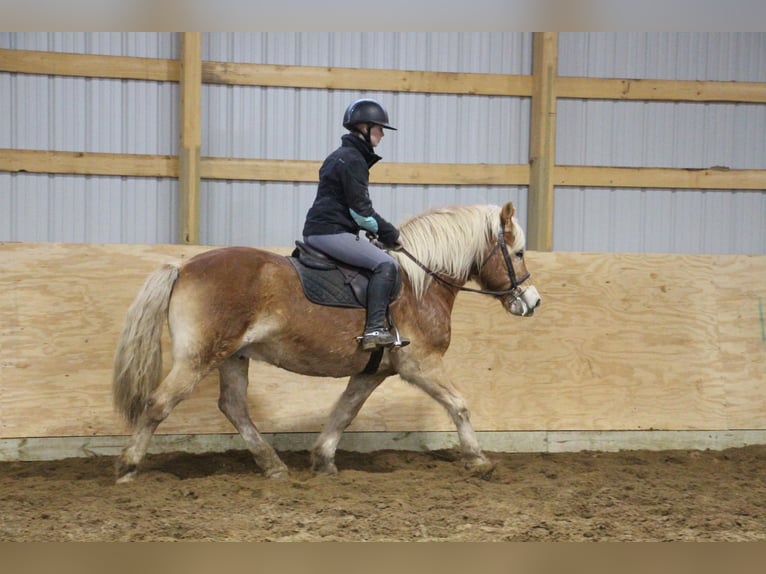 Haflinger Caballo castrado 14 años 142 cm Palomino in HOWELL, MI