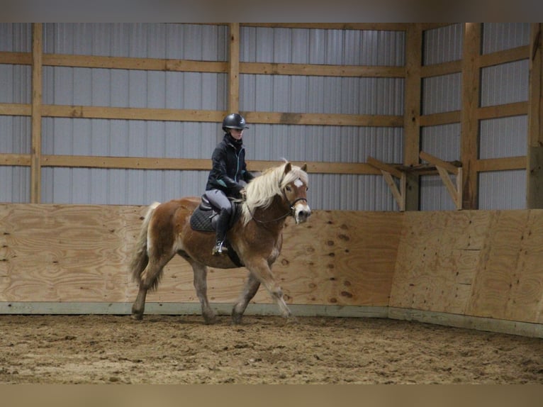 Haflinger Caballo castrado 14 años 142 cm Palomino in HOWELL, MI