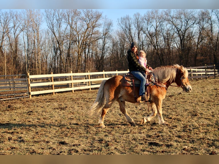 Haflinger Caballo castrado 14 años 142 cm Palomino in HOWELL, MI