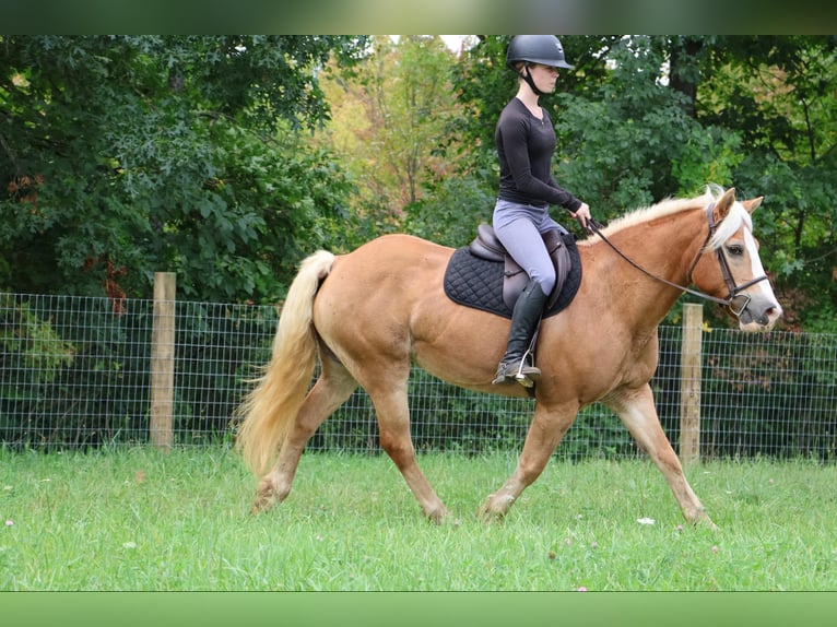 Haflinger Caballo castrado 14 años 145 cm Alazán rojizo in Howell MI