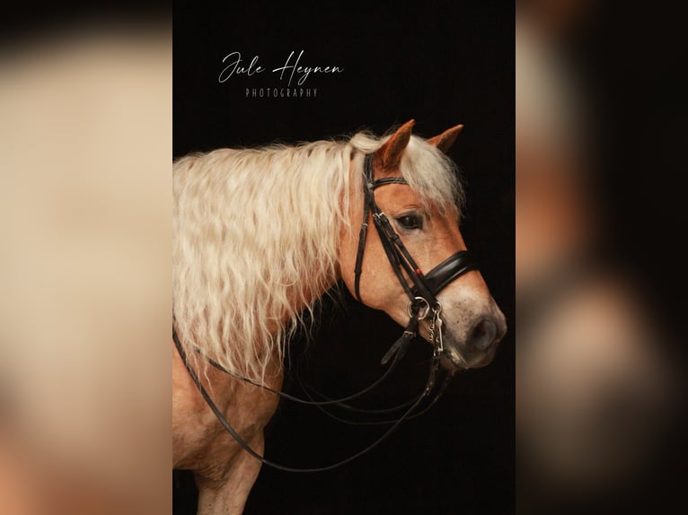 Haflinger Caballo castrado 14 años 146 cm Alazán in Nettetal