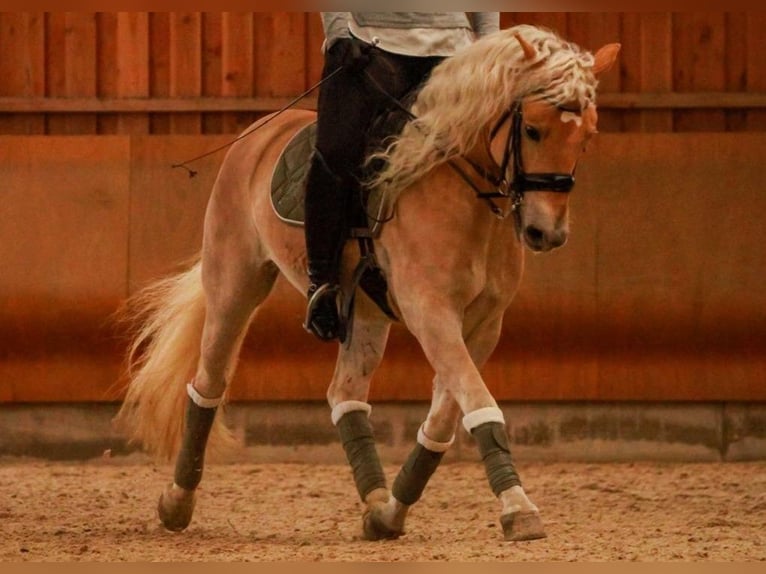 Haflinger Caballo castrado 14 años 146 cm Alazán in Nettetal