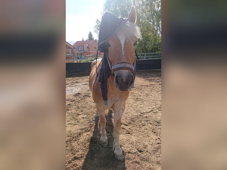 Haflinger Caballo castrado 14 años 146 cm in Deutschfeistritz