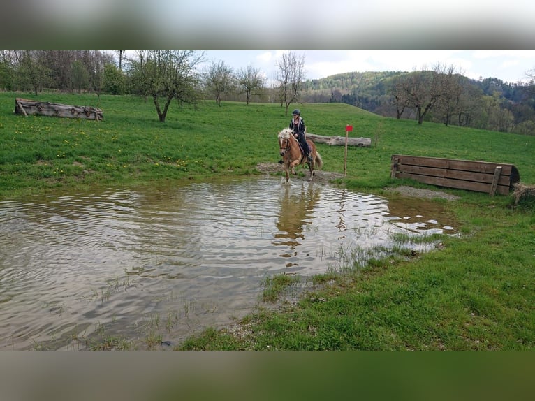 Haflinger Caballo castrado 14 años 146 cm in Deutschfeistritz