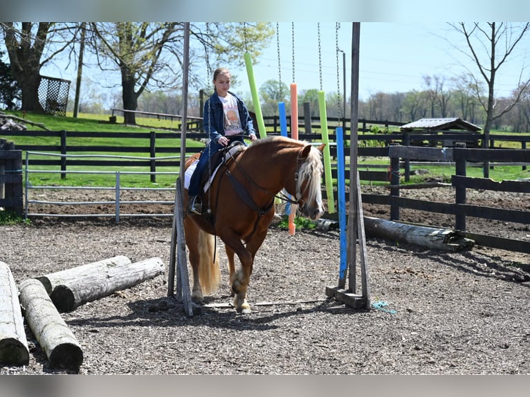 Haflinger Caballo castrado 14 años 147 cm Alazán-tostado in Wooster OH