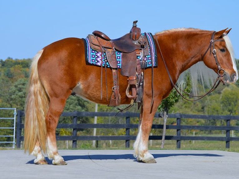 Haflinger Caballo castrado 14 años 147 cm Alazán-tostado in Wooster OH