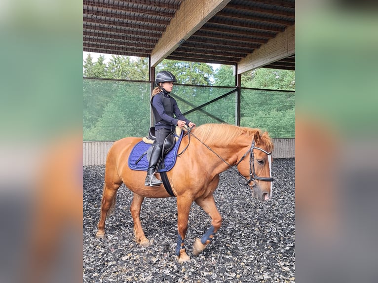 Haflinger Mestizo Caballo castrado 14 años 148 cm Alazán in Thiersheim