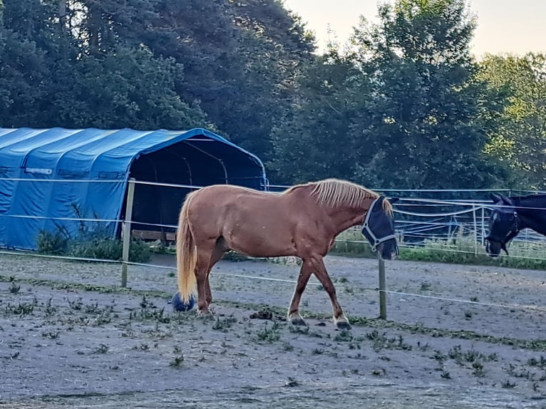 Haflinger Mestizo Caballo castrado 14 años 148 cm Alazán in Thiersheim