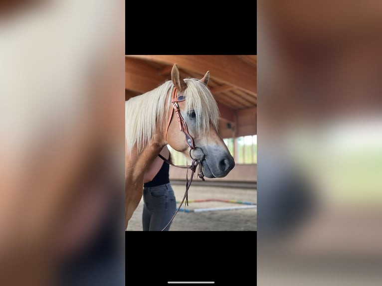 Haflinger Caballo castrado 14 años 150 cm Alazán in Taufkirchen (Vils)