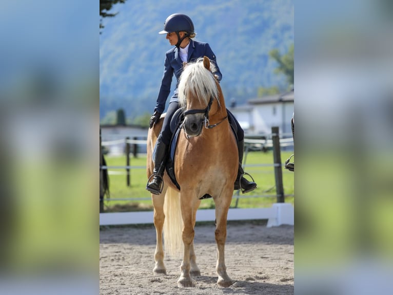 Haflinger Caballo castrado 14 años 150 cm Alazán in Villach