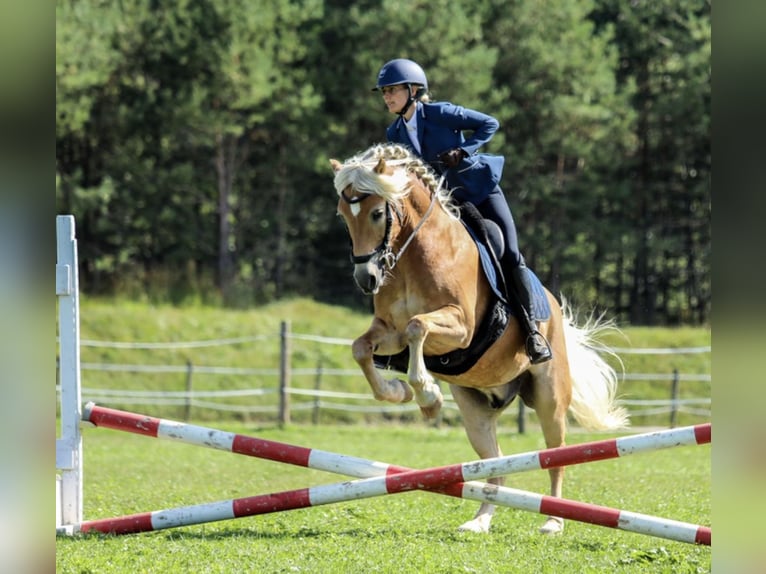 Haflinger Caballo castrado 14 años 150 cm Alazán in Villach