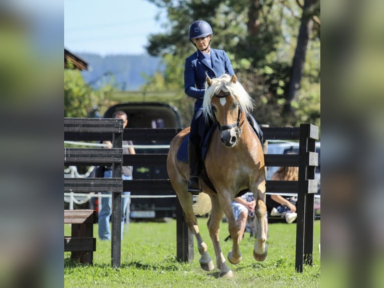 Haflinger Caballo castrado 14 años 150 cm Alazán in Villach