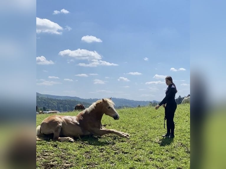 Haflinger Mestizo Caballo castrado 14 años 150 cm in Graz