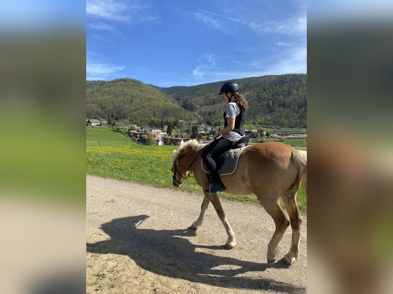 Haflinger Mestizo Caballo castrado 14 años 150 cm in Graz