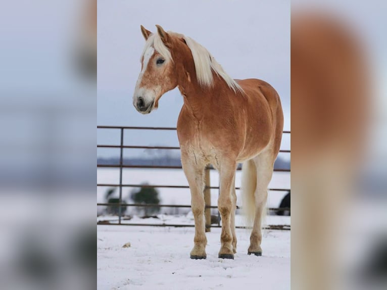 Haflinger Caballo castrado 14 años 152 cm Alazán rojizo in Rineyville