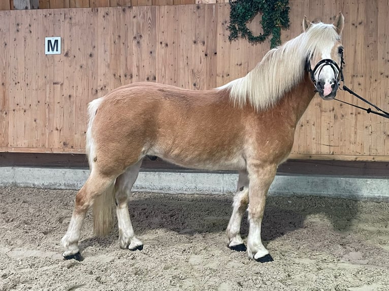 Haflinger Caballo castrado 14 años 152 cm in Obertilliach