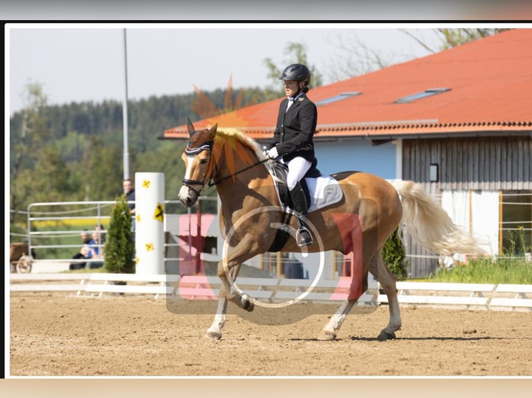 Haflinger Caballo castrado 14 años 153 cm Alazán in Berndorf bei Salzburg
