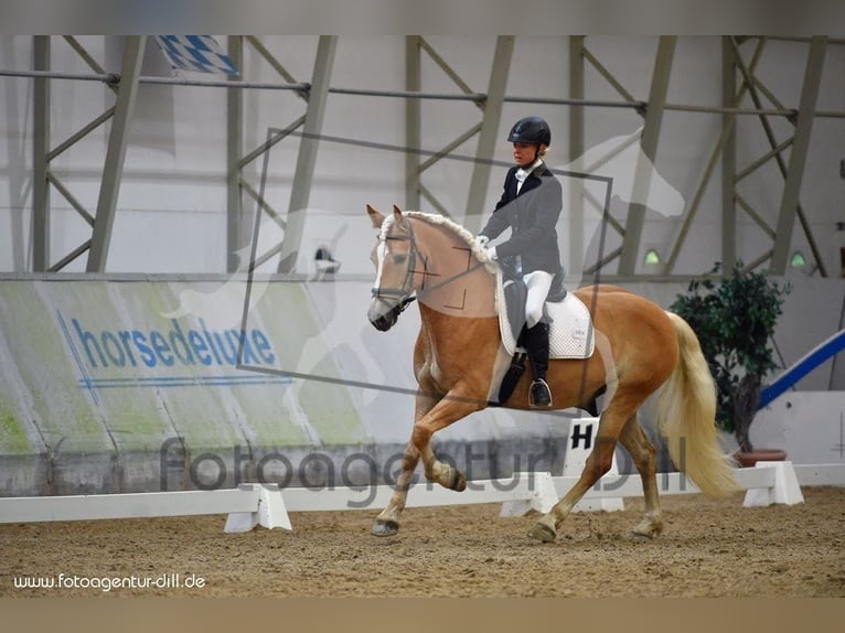 Haflinger Caballo castrado 14 años 153 cm Alazán in Berndorf bei Salzburg