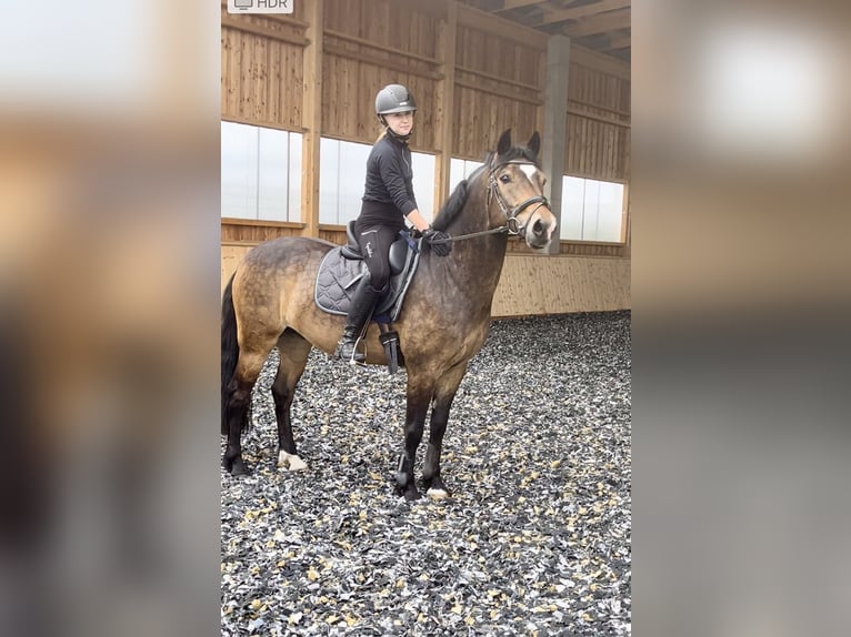 Haflinger Mestizo Caballo castrado 14 años 154 cm Bayo in Hetzmannsdorf