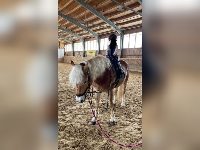 Haflinger Caballo castrado 14 años 156 cm Alazán in Rottach-Egern