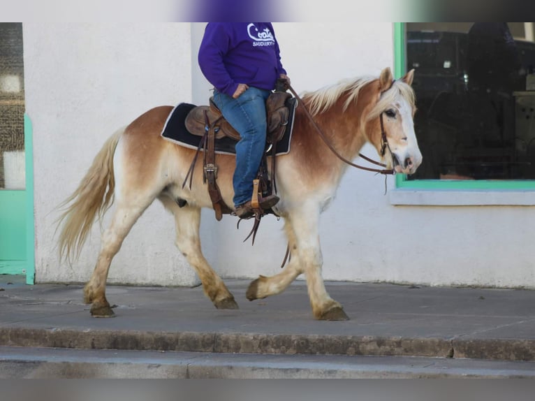 Haflinger Caballo castrado 14 años Alazán rojizo in Stephenville TX