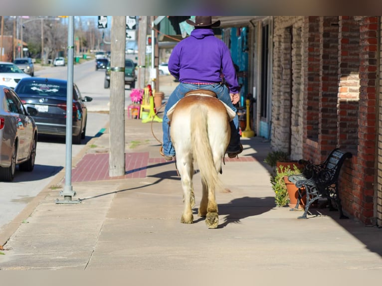 Haflinger Caballo castrado 14 años Alazán rojizo in Stephenville TX