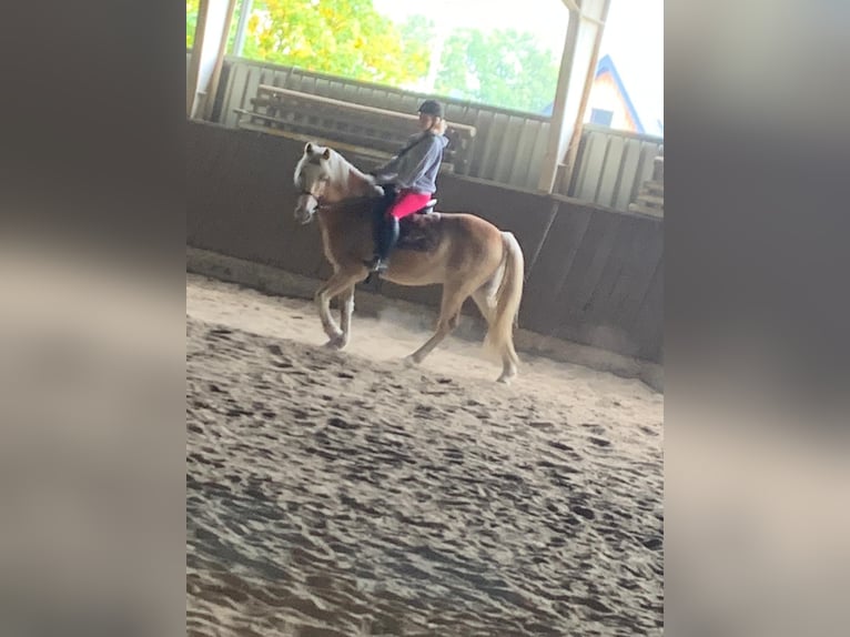 Haflinger Caballo castrado 14 años in Schermbeck