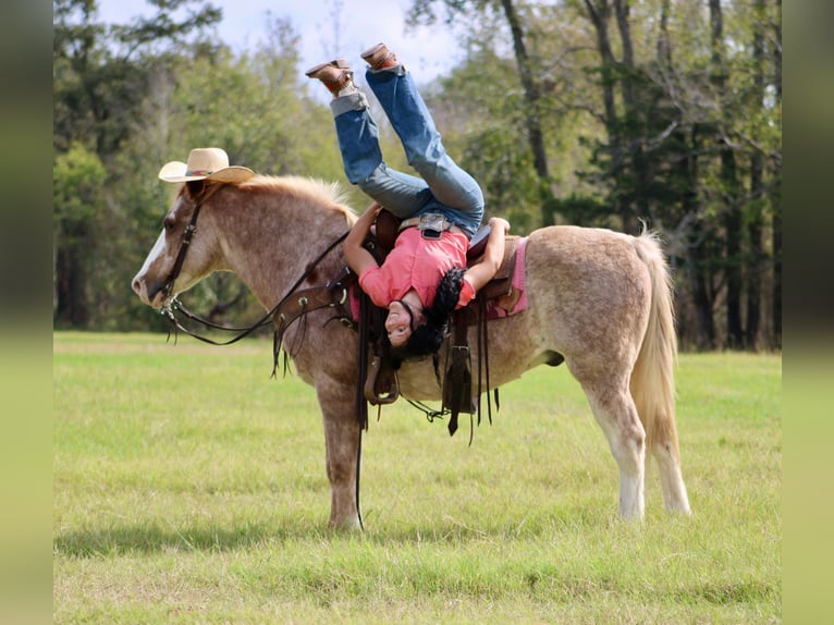 Haflinger Caballo castrado 14 años Ruano alazán in Canton TX