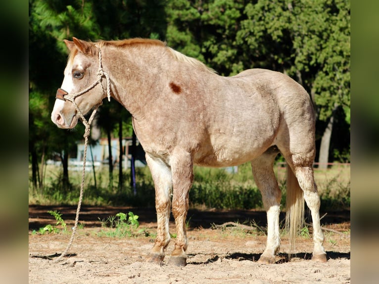 Haflinger Caballo castrado 14 años Ruano alazán in Canton TX