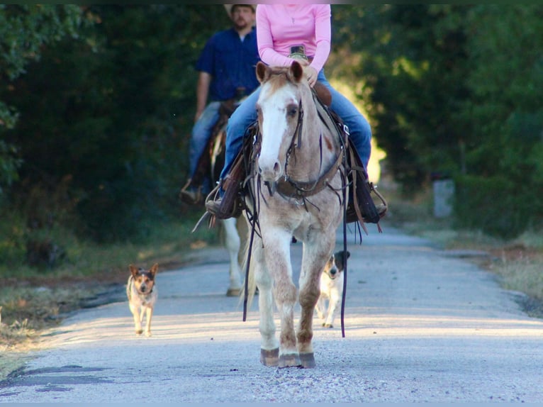 Haflinger Caballo castrado 14 años Ruano alazán in Canton TX